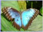 Mariposa Morpho en Costa Rica