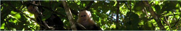 Monos cariblancos en las copas de los árboles en la zona de Manuel Antonio