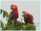 Ara Macaw, nombre común: Papagayo