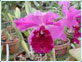 La Guaria Morada es la orquídea considerada la flor nacional de Costa Rica