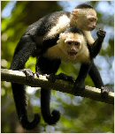Monos cariblanco en el Pacífico Central